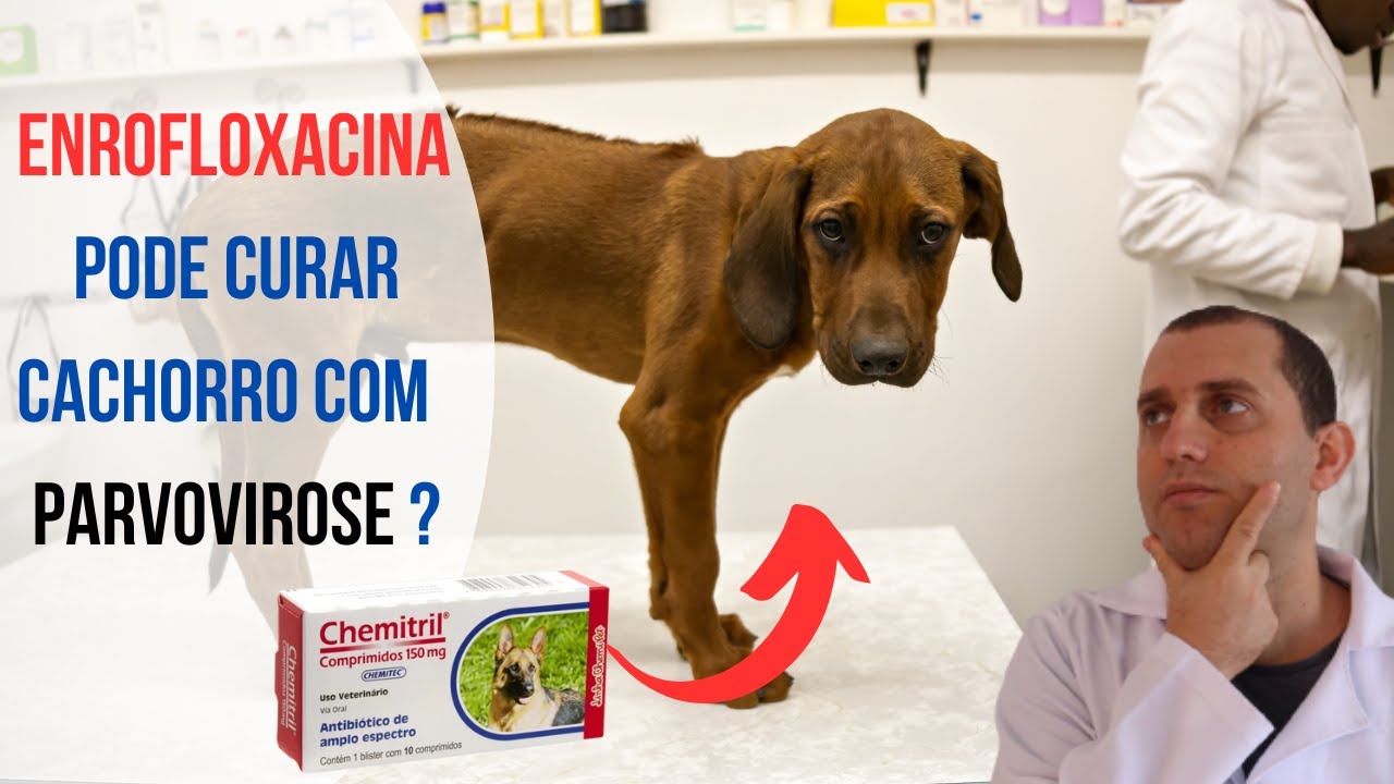 Enrofloxacino cura cachorro com parvovirose ? - YouTube
