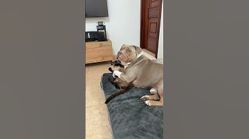 Introducing A Dog Into A Home With A Cat | Pet Pointers