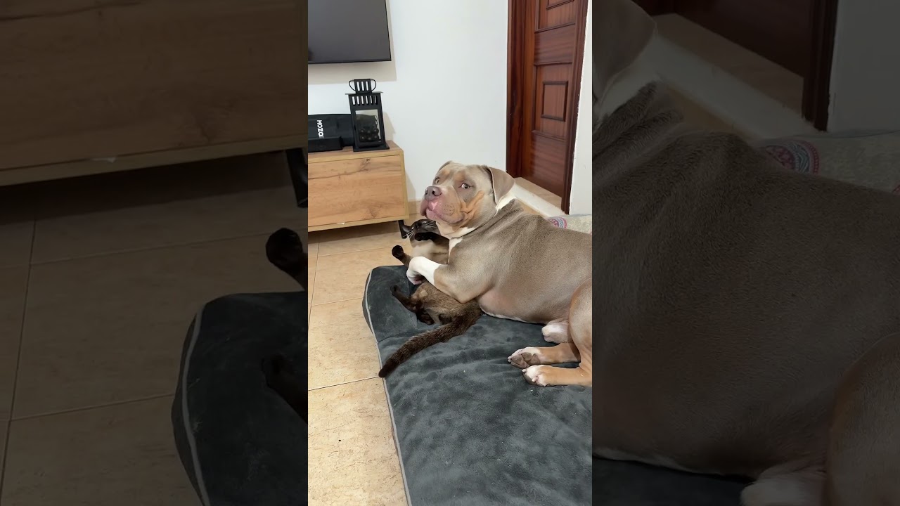 ⁣Introducing A Dog Into A Home With A Cat | Pet Pointers