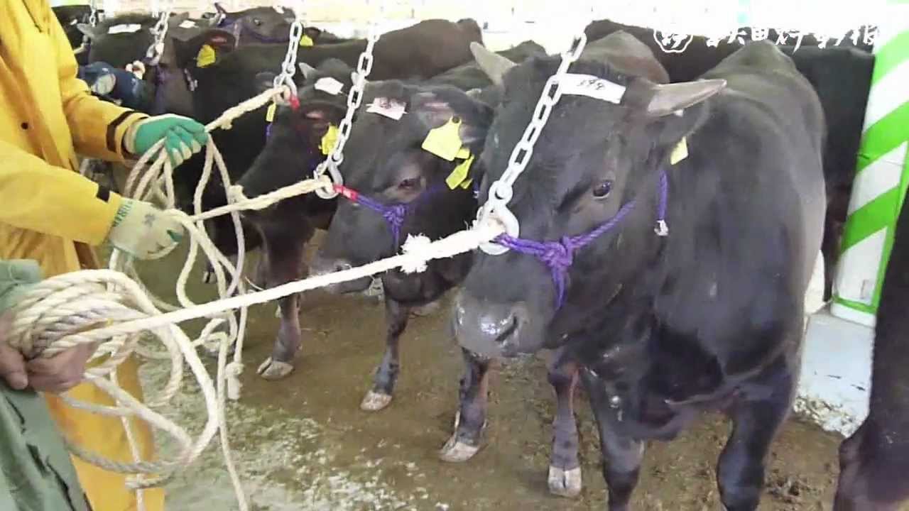 あきた総合家畜市場 で子牛の初競り Youtube