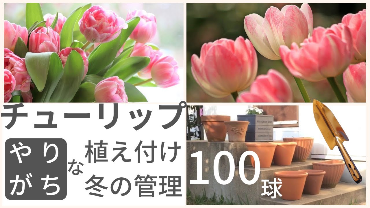 ガーデニング チューリップ 春の準備 人気の花で庭を華やかに Youtube ガーデニング チューリップ 春の準備 人気の花で庭を華やかに Youtube