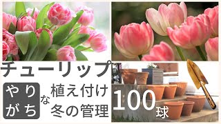 【ガーデニング】チューリップ | 春の準備　人気の花で庭を華やかに