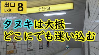 【８番出口】タヌキは大抵どこにでも迷い込む【LIVE配信】