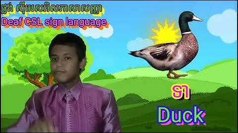 I Deaf Cambodia sign  🇺🇸Duck=🇰🇭ទា 🦆