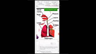 Class 10 Science Life Processes Best Handwritten Notes 👍