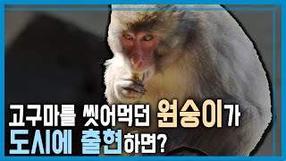 일본 미야자키, 도심에 원숭이 출현 (KBS_349회_2024.3.23.방송)