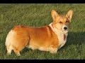 Cute Corgi Compilation: See these Corgis at Play!