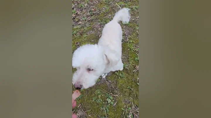sammy for a walk