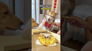 Chili + Pizza, a New Way to Eat!#shorts #alaskanmalamute #dog