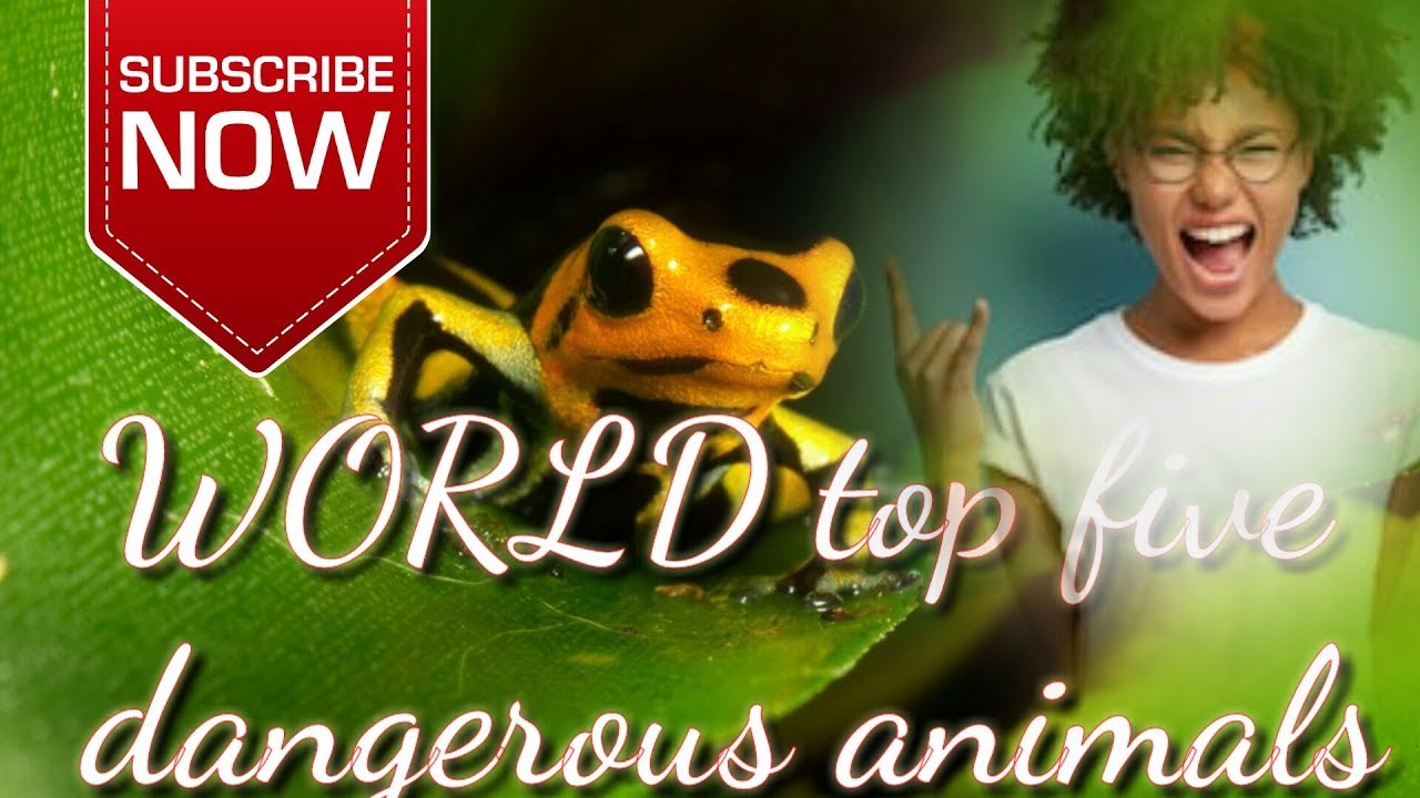 WORLD TOP FIVE DANGEROUS ANIMALS