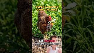 Cómo hacer SUPERALIMENTO HIDROPÓNICO para gallinas (Paso a paso) 🌽