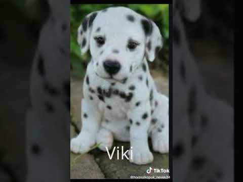 Videó: Népszerű Kutyafajták Oroszországban és A Világon - Fotók, Nevek, Leírások