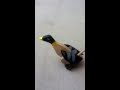 Wooden toy duck Wooden toy duck