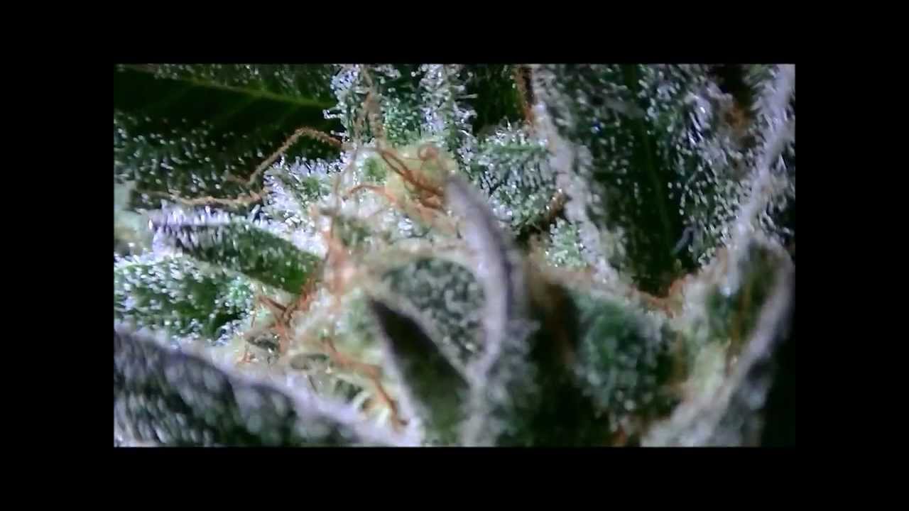 Shishkaberry - Blueberry x Afghan landrace