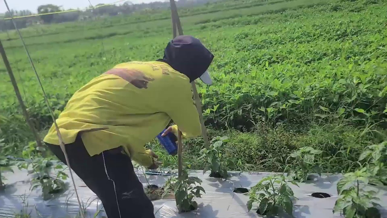 Smart Farmer Techniques for Installing Plant Support Ropes in the Garden — Agriculture Farming