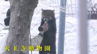 天王寺動物園】 レッサーパンダ（260220） - YouTube