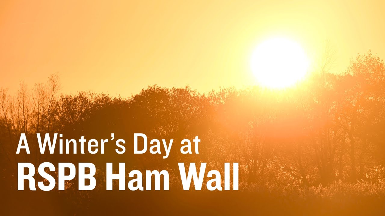 Starling Sunrise & Murmuration Magic | Mindful Escape at Ham Wall | Dawn to Dusk with Wildlife