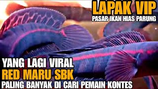 YANG LAGI VIRAL !!! RED MARU SBK BANYAK DI CARI PEMAIN KONTES || HARGA IKAN CHANNA DI PASAR PARUNG