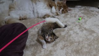 器の大きい先住猫と子猫を救出した時の小話 by おまきねこ 2,584 views 1 month ago 5 minutes, 49 seconds