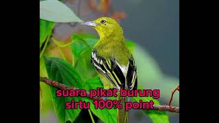 Suara pikat sirtu panik 100% point