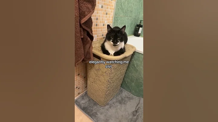 problem??  #cat #catlover #funny #memes #funnycats #catmemes #shorts