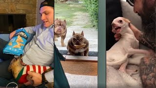 Angry - Funny Dogs  of TikTok 😮 - Angry Dog Videos 😱 by Cute Paws 2,838 views 2 years ago 11 minutes, 29 seconds