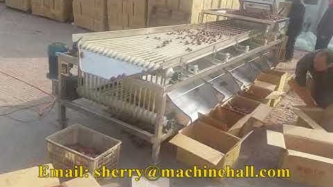 Automatic Dates Grading Machine/Blueberry Sorting Machine for Sale
