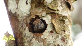 Pajaro Carpintero Pequeño en Nido