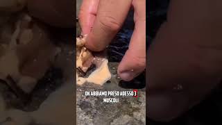 Innesco Cozza per Grandi Orate Pt.4 | Estratto Video La Cozza Succulenta