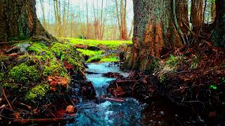 Relaxing Sounds of the Calm River & Birds Chirping (4K UHD) - Redwood Forest Ambience. Nature Sounds