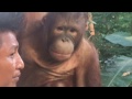 Charming orang-outangs\Обаятельные орангутанги