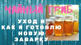 Моя Лаборатория по Производству Чайного Гриба. Уход и Новая Заварка для Комбучи Моя Лаборатория по Производству Чайного Гриба. Уход и Новая Заварка для Комбучи