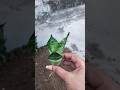 Snake Plant Pups Separation & Propagation Tutorial#snakeplant #propagation#garden#plantlover