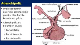 Endokrin Sistem Gelişimi Ve Histolojisi