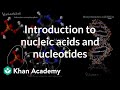 Introduction to nucleic acids and nucleotides | High school biology | Khan Academy