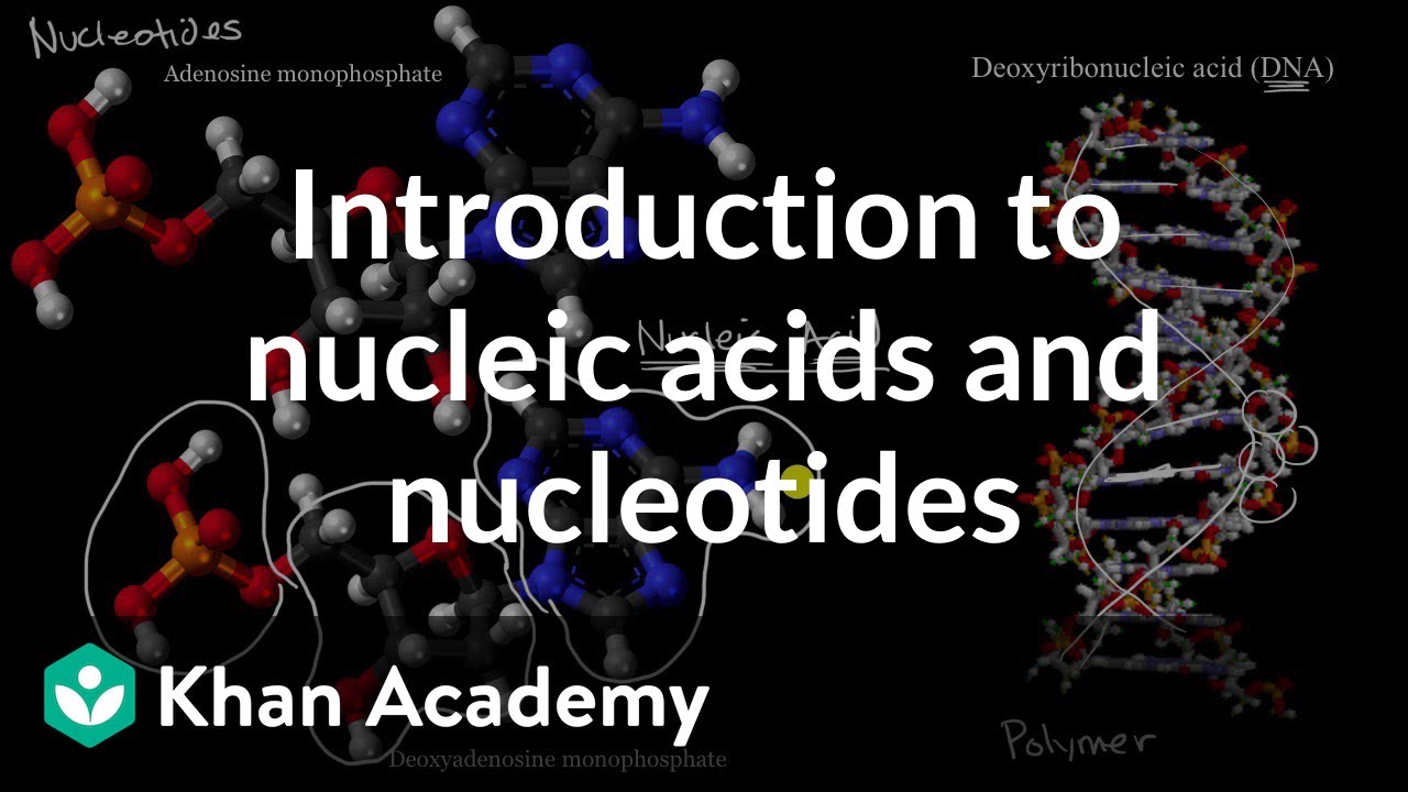 Introduction To Nucleic Acids And Nucleotides Video Khan Academy - common reaction roblox free draw roblox amino