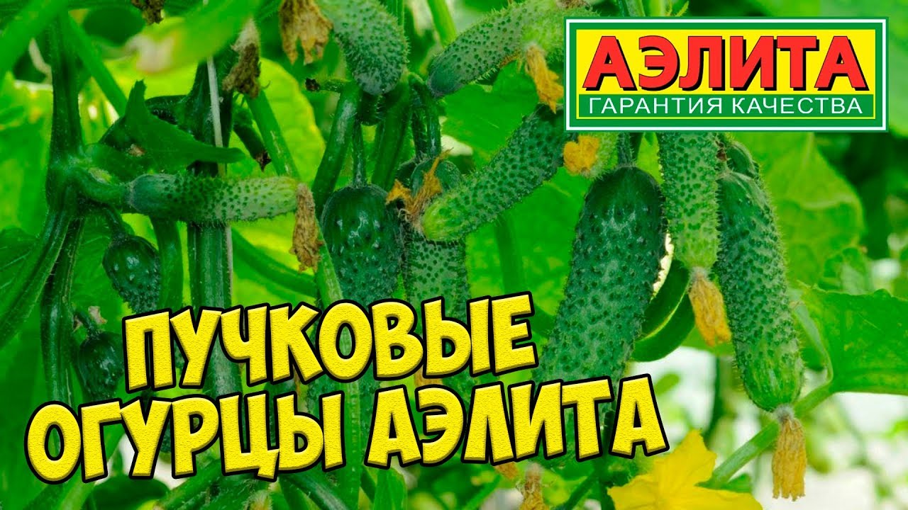 Сорта пучковых огурцов для теплиц Сорта пучковых огурцов для теплиц