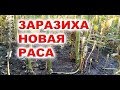 ЗАРАЗИХА НА ПОДСОЛНЕЧНИКЕ - РАССКАЖЕМ ЧЕМ ПОМОЧЬ ПОДСОЛНУХУ ВЫЖИТЬ