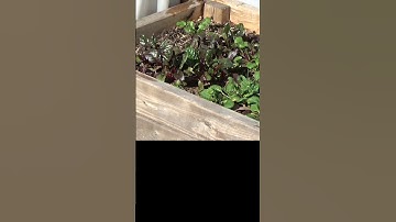 Know your frost dates for a successful garden