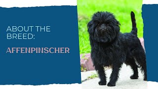 The main thing about the breed: Affenpinscher #dogbreeds #affenpinscher