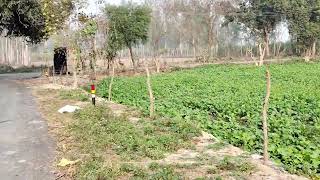 NC) 20 ( बीघा 2 लाख 35 हजार प्रति बीघा में ये जमीन बिकाऊ हैंagriculture land for sale.plot in patna
