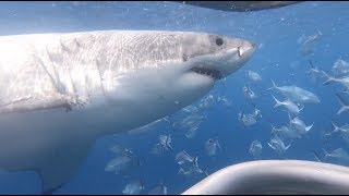 Shark cage diving 9th January 2020 - Video 2 screenshot 4
