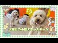 【幼稚園】紫竹山店 💗火曜日の小型犬ちゃんチーム💗