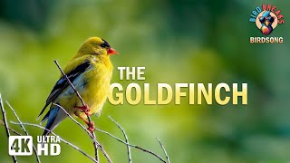 A Golden Symphony of Birdsong: Calming Songs of the Goldfinch (4K)