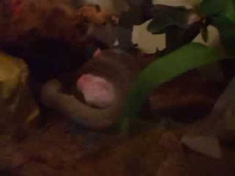 olive python eats live rabbit