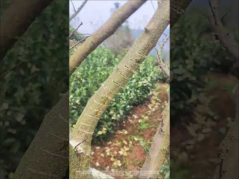 Plum Tree Manipulation Benefits For Growth Management