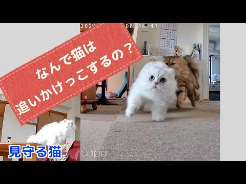 【ねこの雑学】毎日追いかけっこが止まらない❗️女の子たちのバトルがすごすぎた