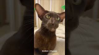 Yolly is Playing with Owner : Oriental Shorthair Cat #shorts