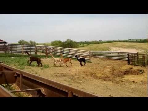 alpacas running in
