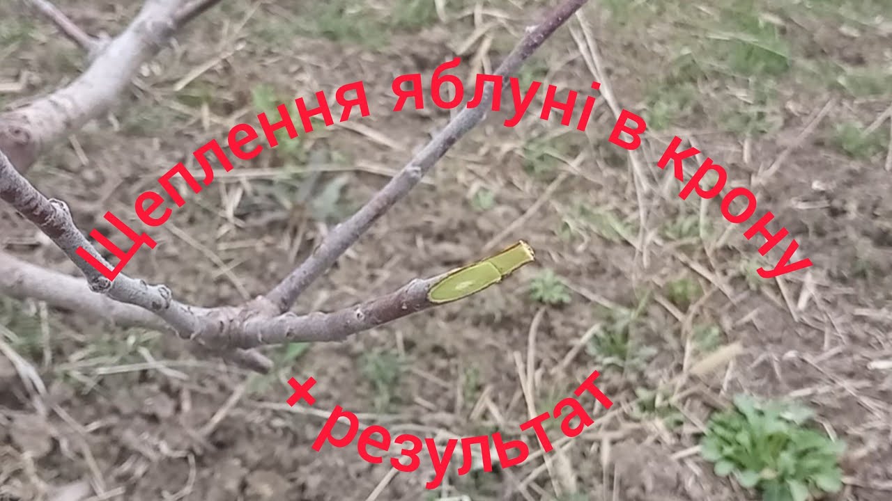 Щеплення яблуні в крону дерева + результат / grafting an apple tree